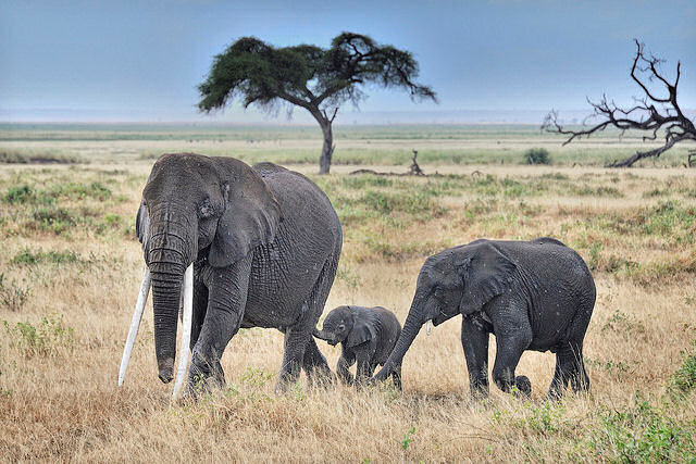 De la spiruline pour les éléphants